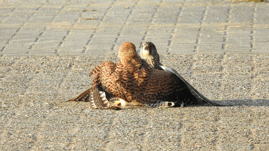 VECHTENDE TORENVALKEN - Vogels - TORENVALK