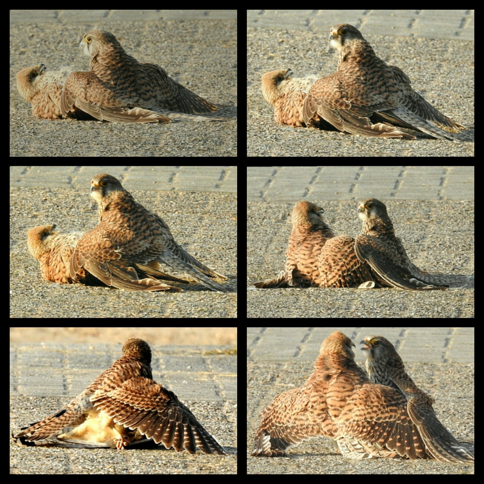 Vechtende torenvalken collage - Vogels - Torenvalken