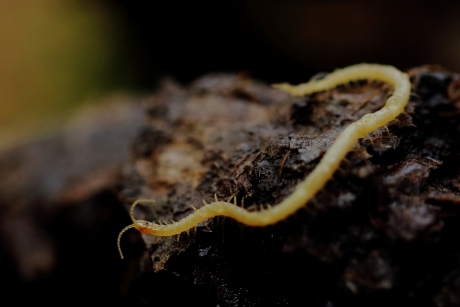 veel in zijn mars hebben