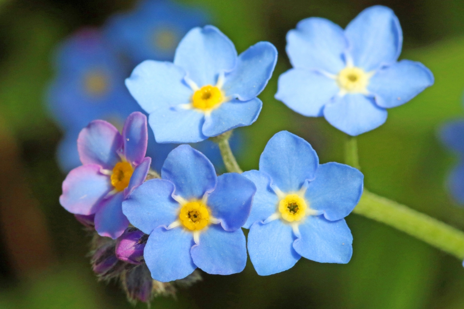 Vergeet mij nietjes - Planten - 