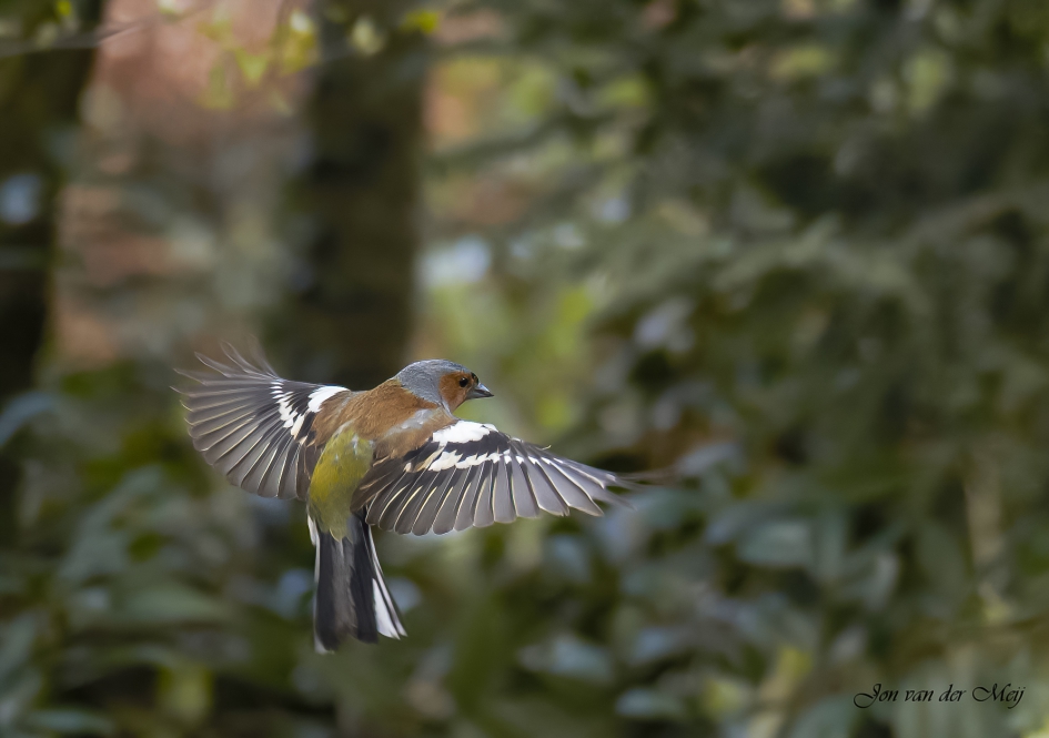 Vink - Vogels - Vink
