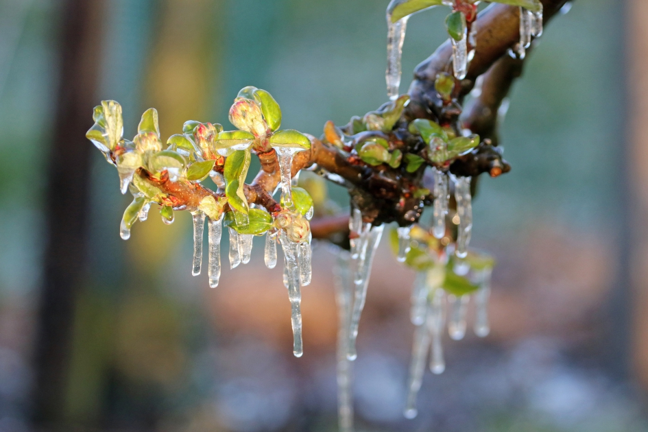 Vorstbescherming (2) - Planten - 