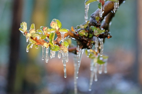 Vorstbescherming (2)