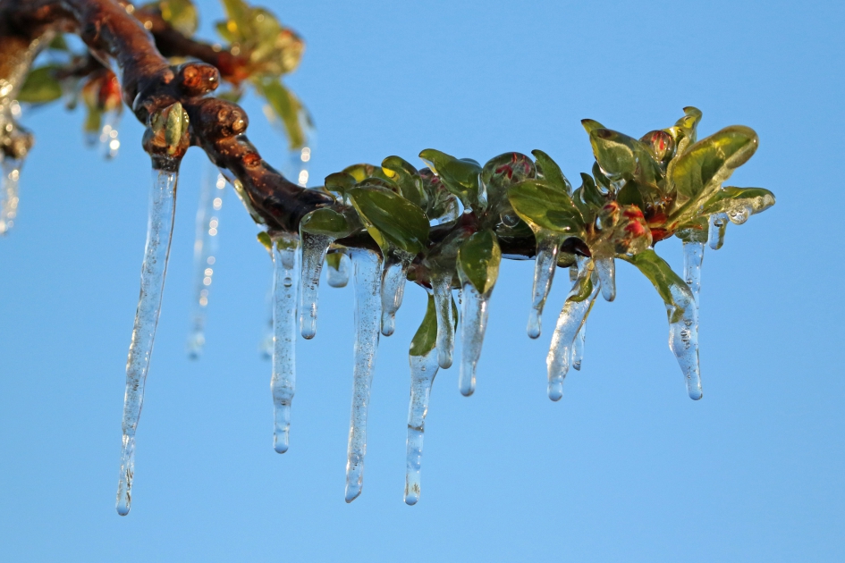 Vorstbescherming - Planten - 