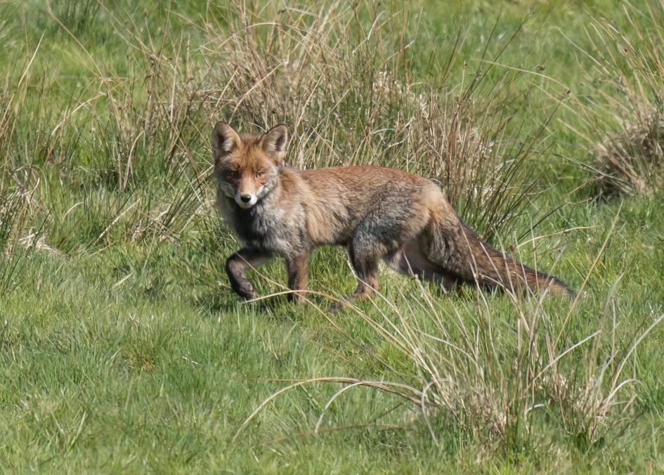 Vos in wintervacht nabij een vogelkijkhut - Zoogdieren - Vos