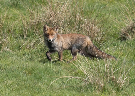 Vos in wintervacht nabij een vogelkijkhut