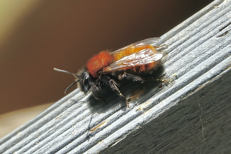 Vosje - Geleedpotigen - Vosje