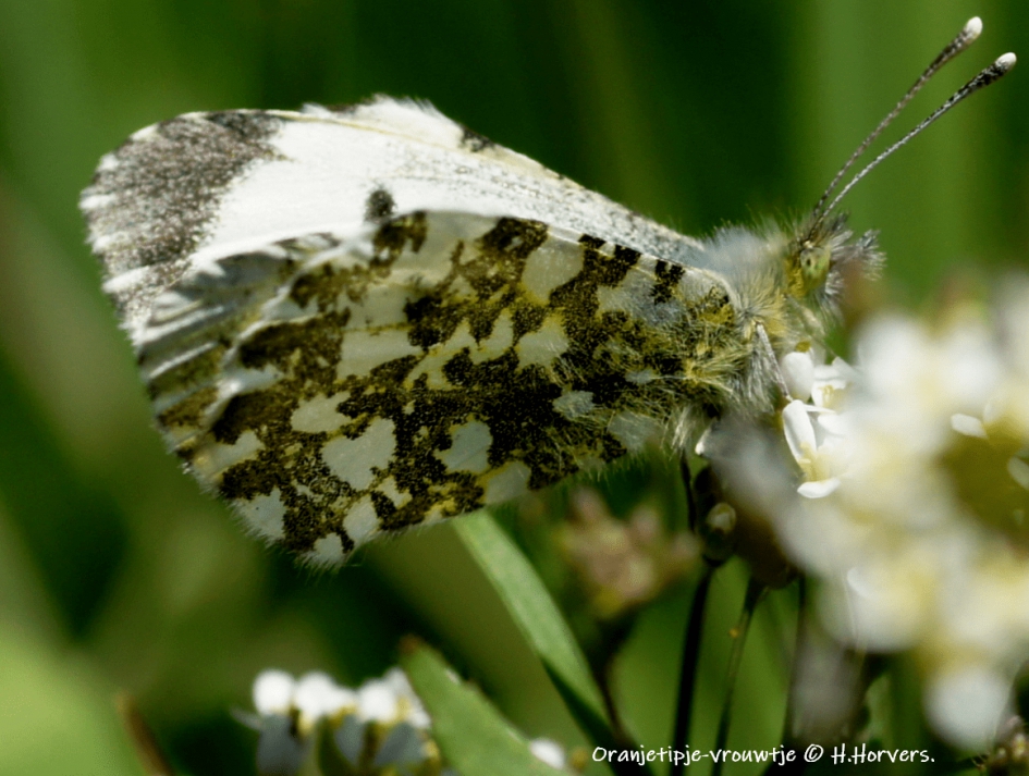 Vrouwtje Oranjetipje. - Geleedpotigen - Vrouwtje Oranjetipje.