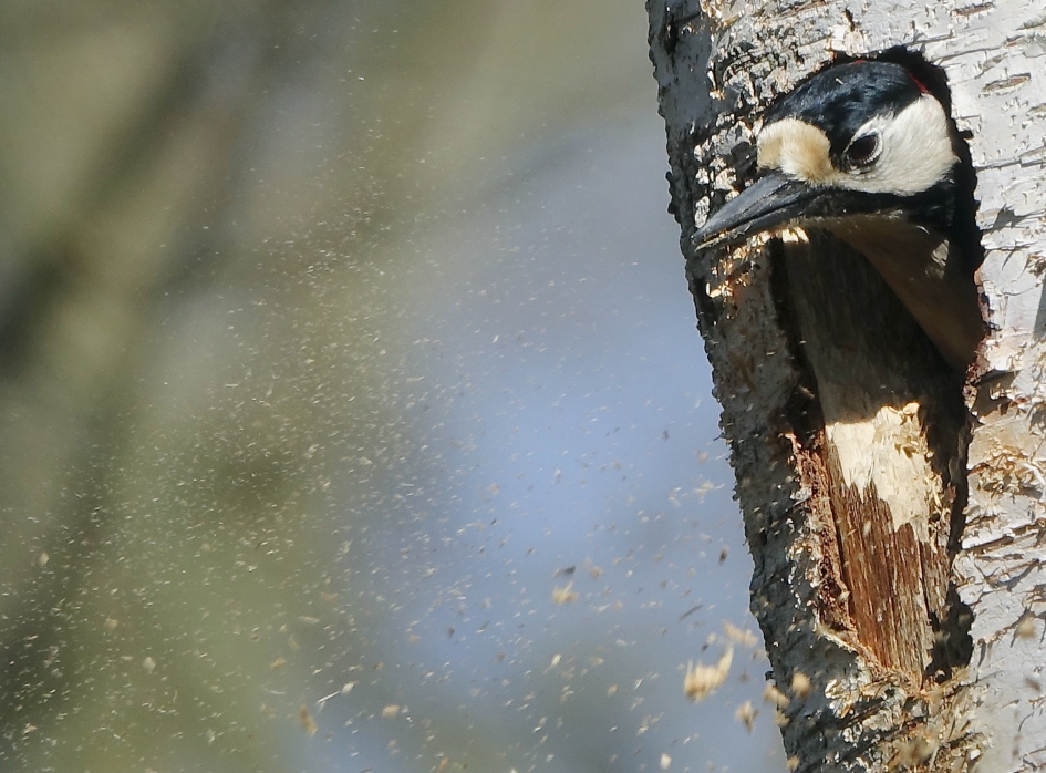 Waar gehakt wordt - Vogels - Grote Bonte Specht
