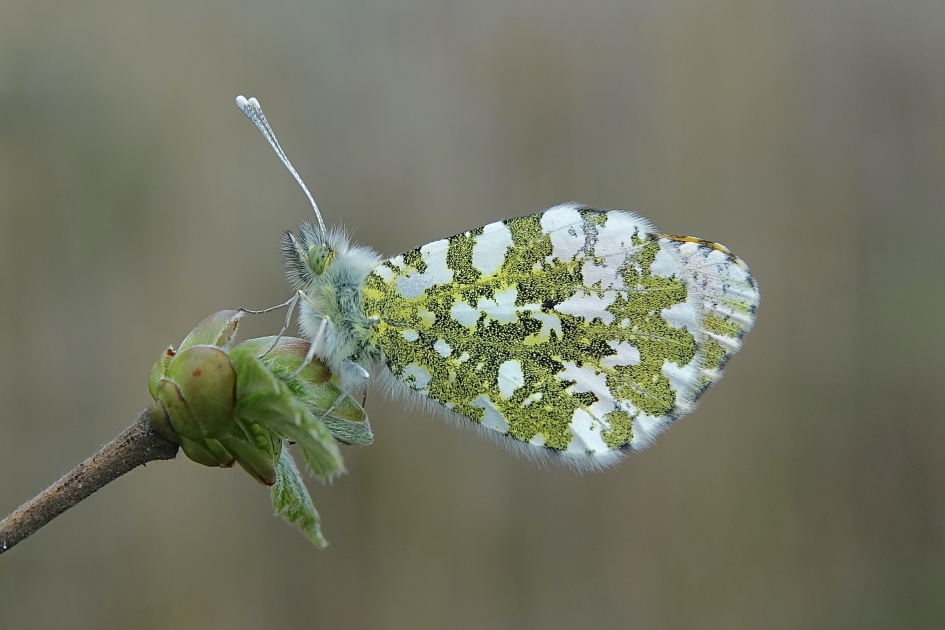 Wachtend op warmere tijden - Geleedpotigen - Oranjetip
