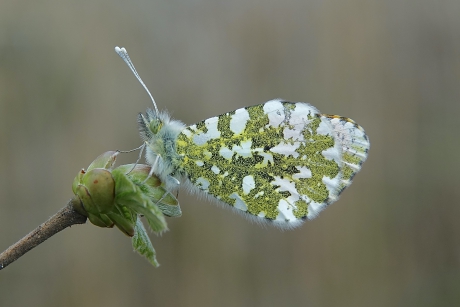 Wachtend op warmere tijden