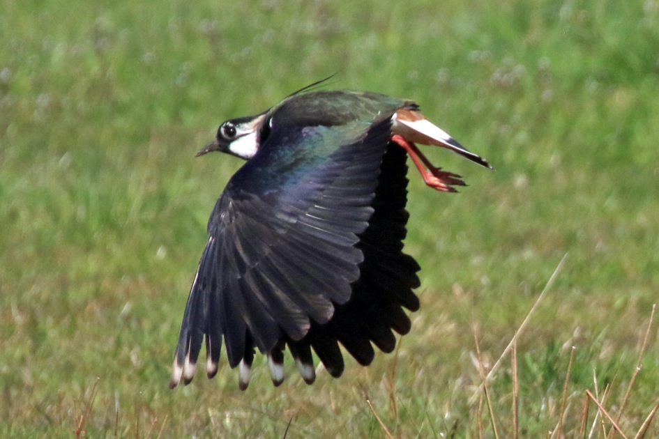 Wat een vleugels.. - Vogels - Kievit