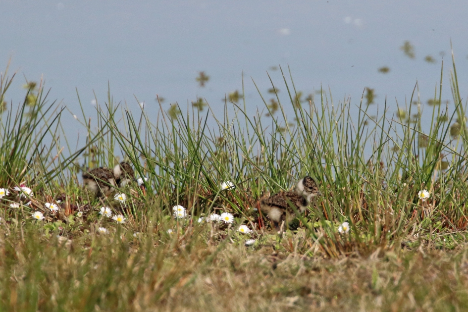 Wat zijn wij klein... - Vogels - 