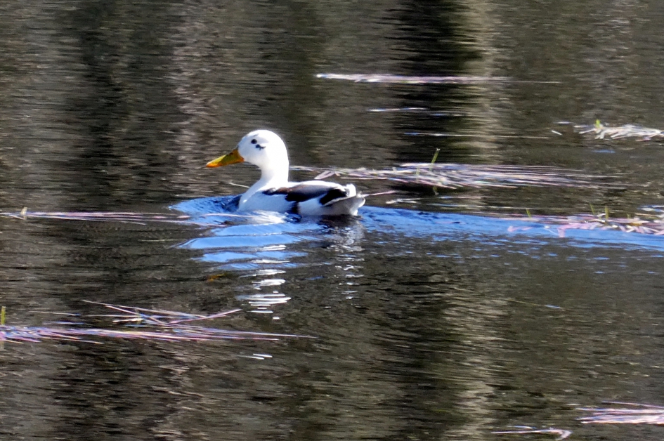 Wilde eend - Vogels - Wilde eend