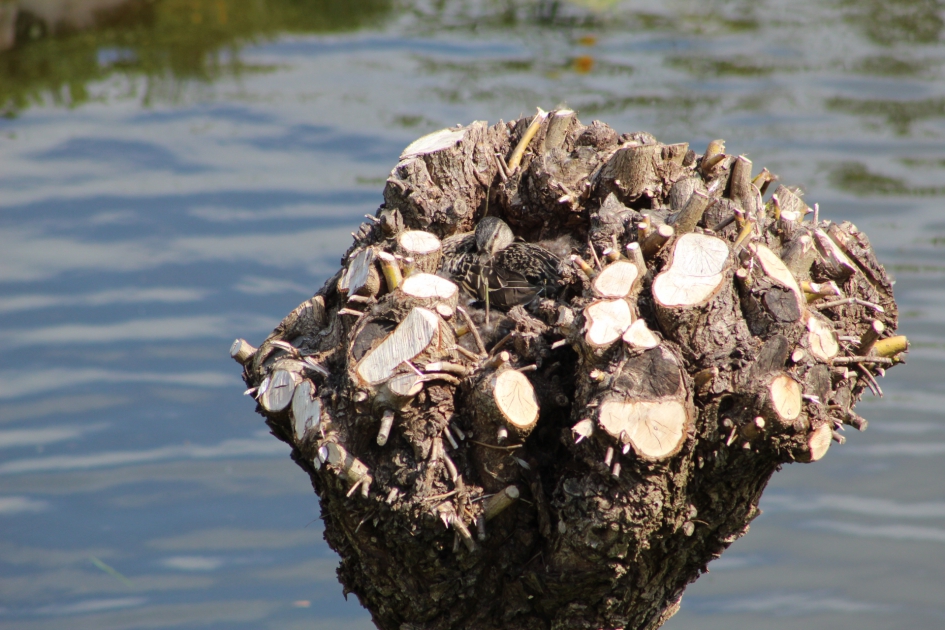 Wilde eend broed in geknotte wilg - Vogels - Wilde eend