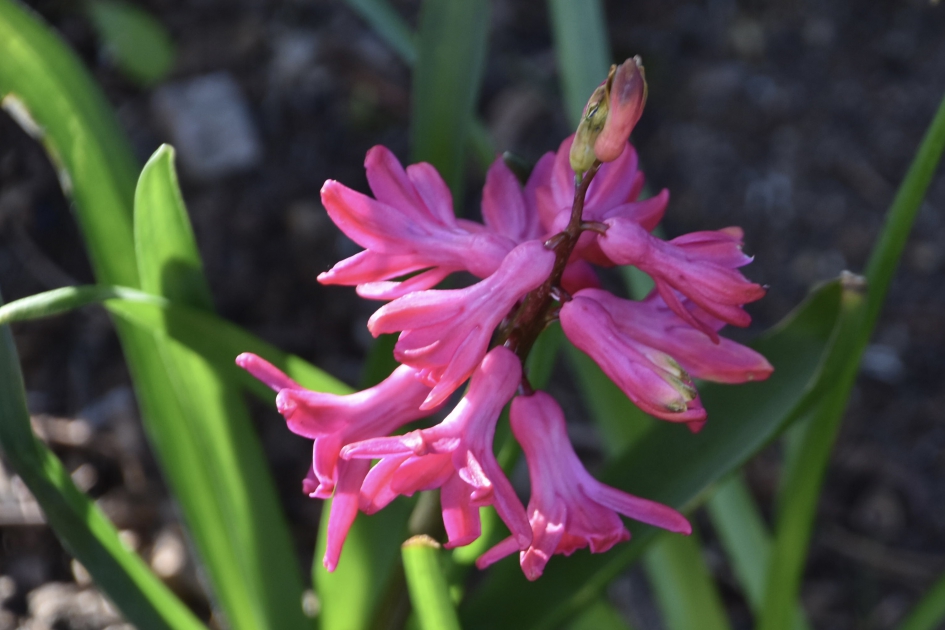 Wilde hyacint - Planten - 