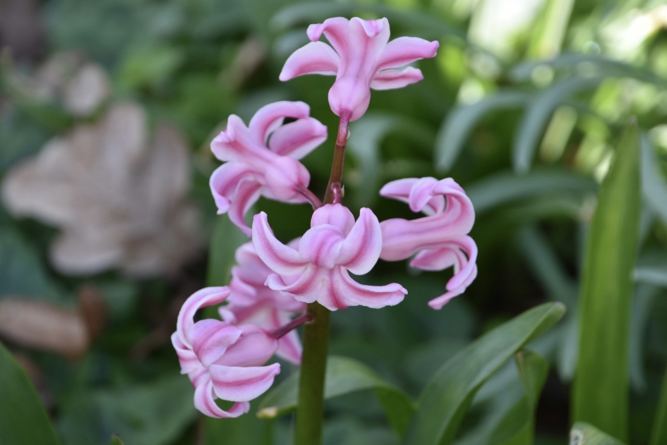 Wilde hyacint - Planten - 