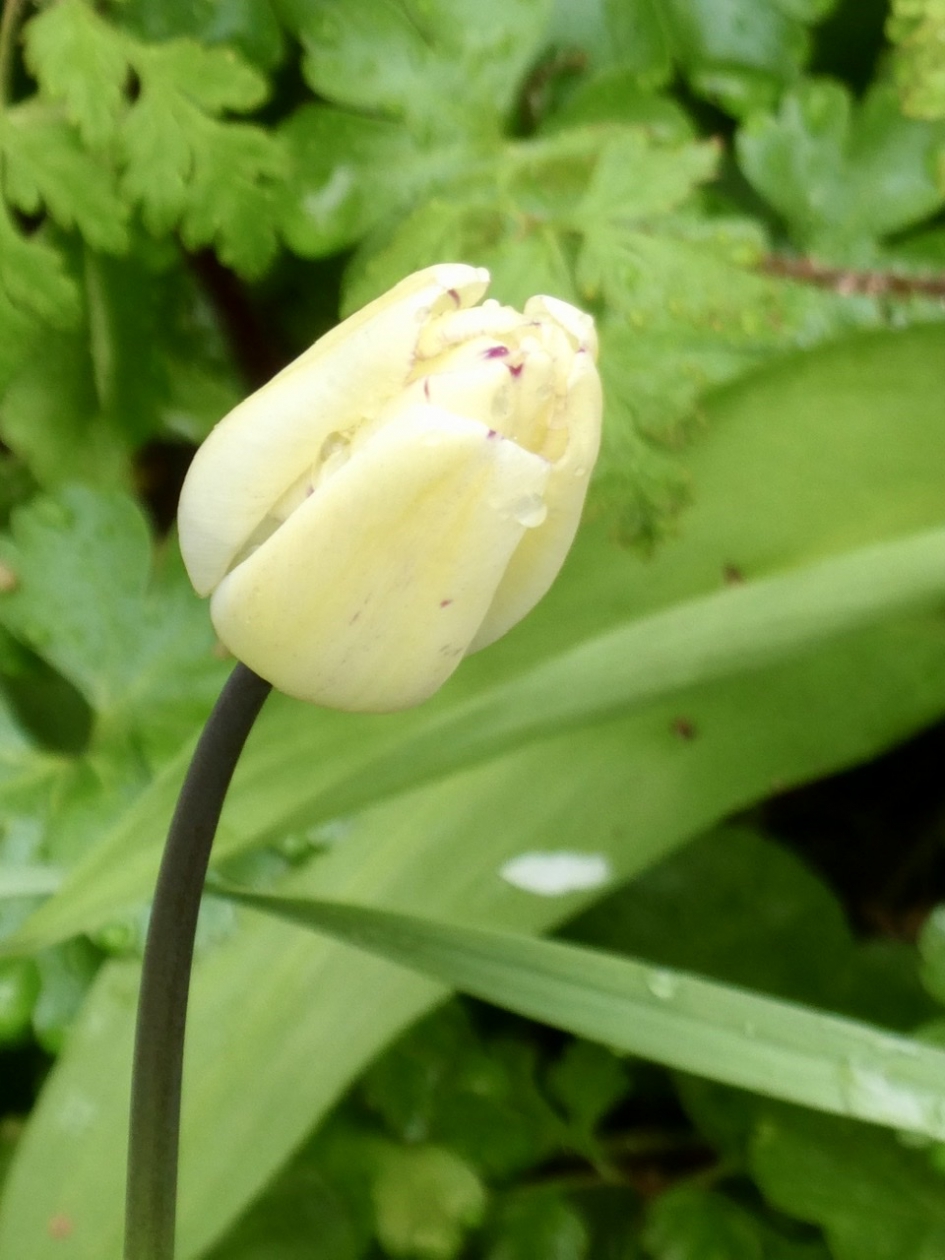 Wilde tulp - Planten - 