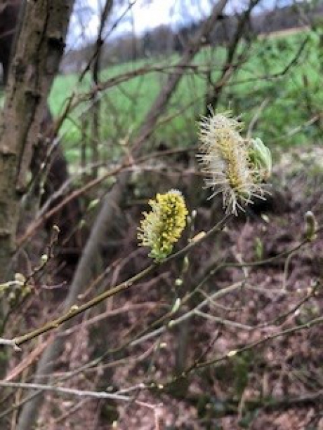 Wilgen