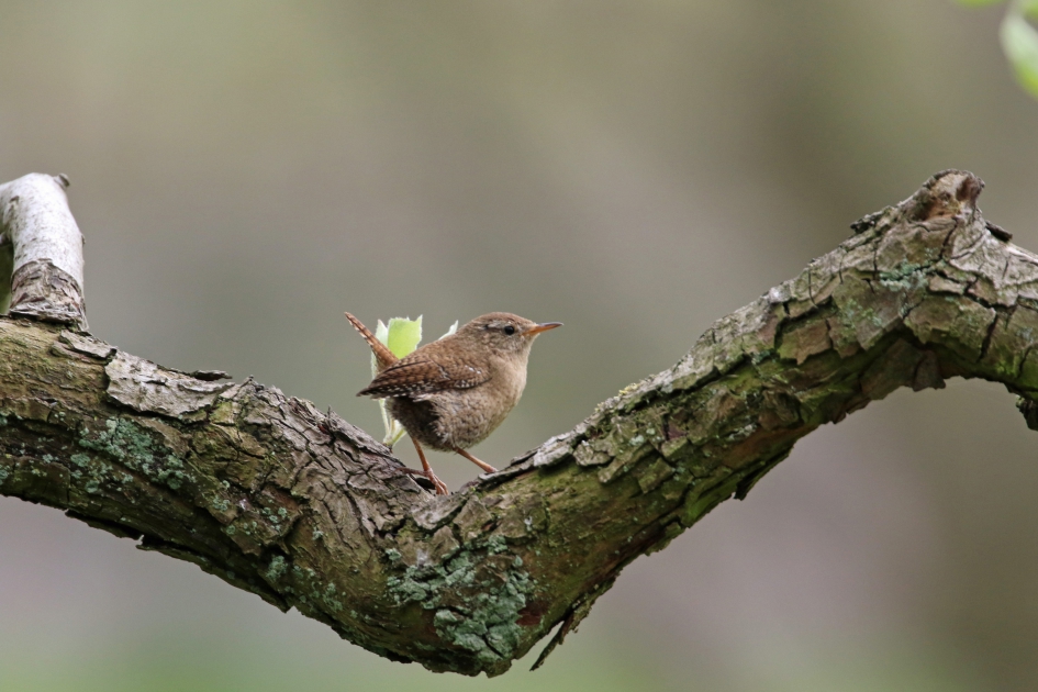 Winterkoninkje - Vogels - 