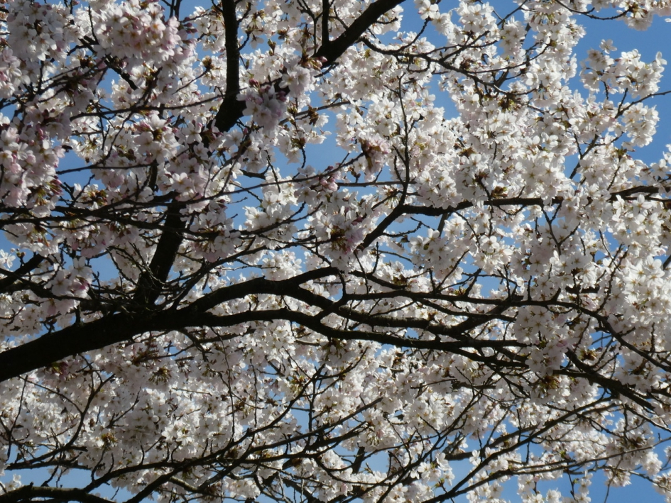 Witte bloesem - Planten - 