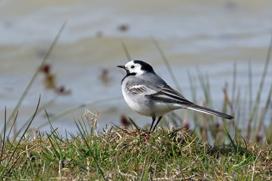 Witte kwikstaart - Vogels - 