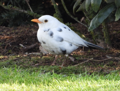Witte merel