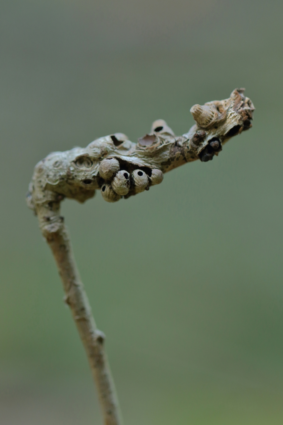 wooncomplex - Geleedpotigen - bramentakgalwesp