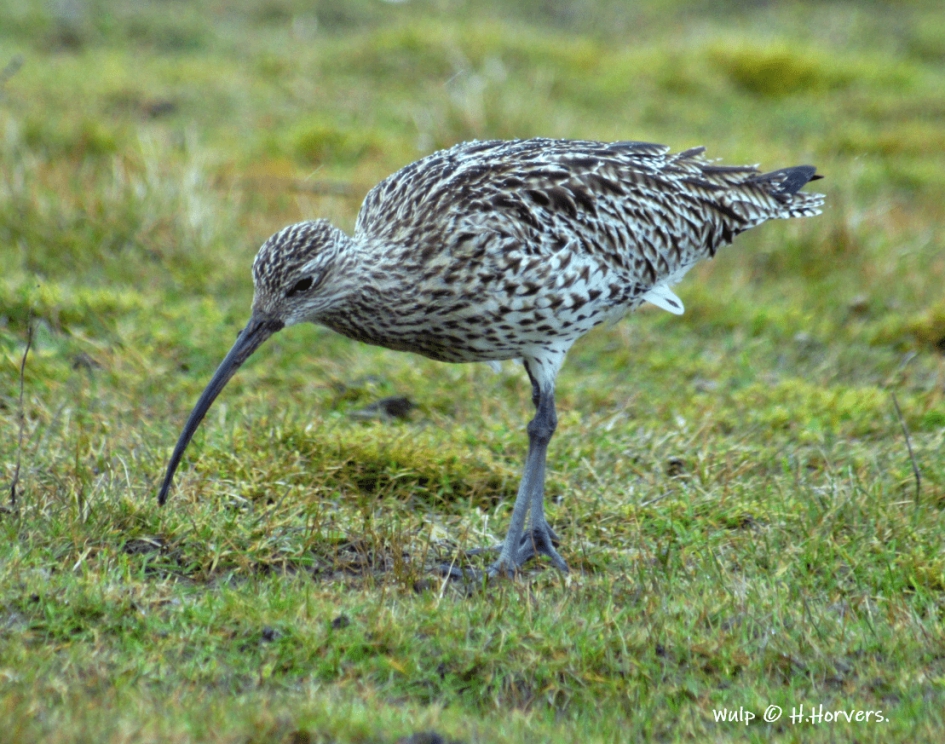 Wulp - Vogels - Wulp
