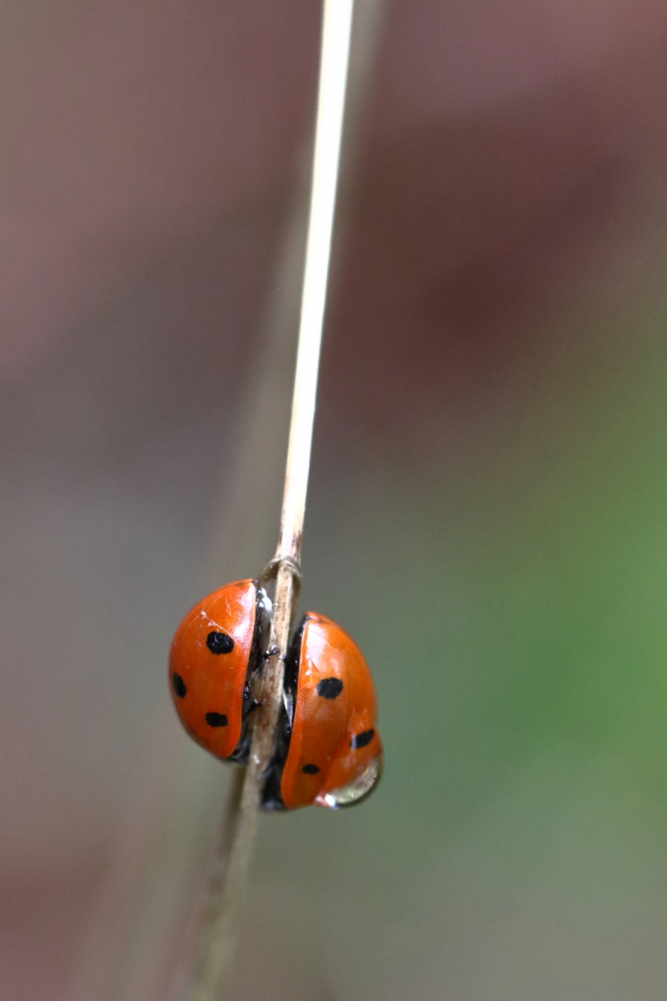 zich aan een ander spiegelen - Geleedpotigen - zevenstippelig lhb