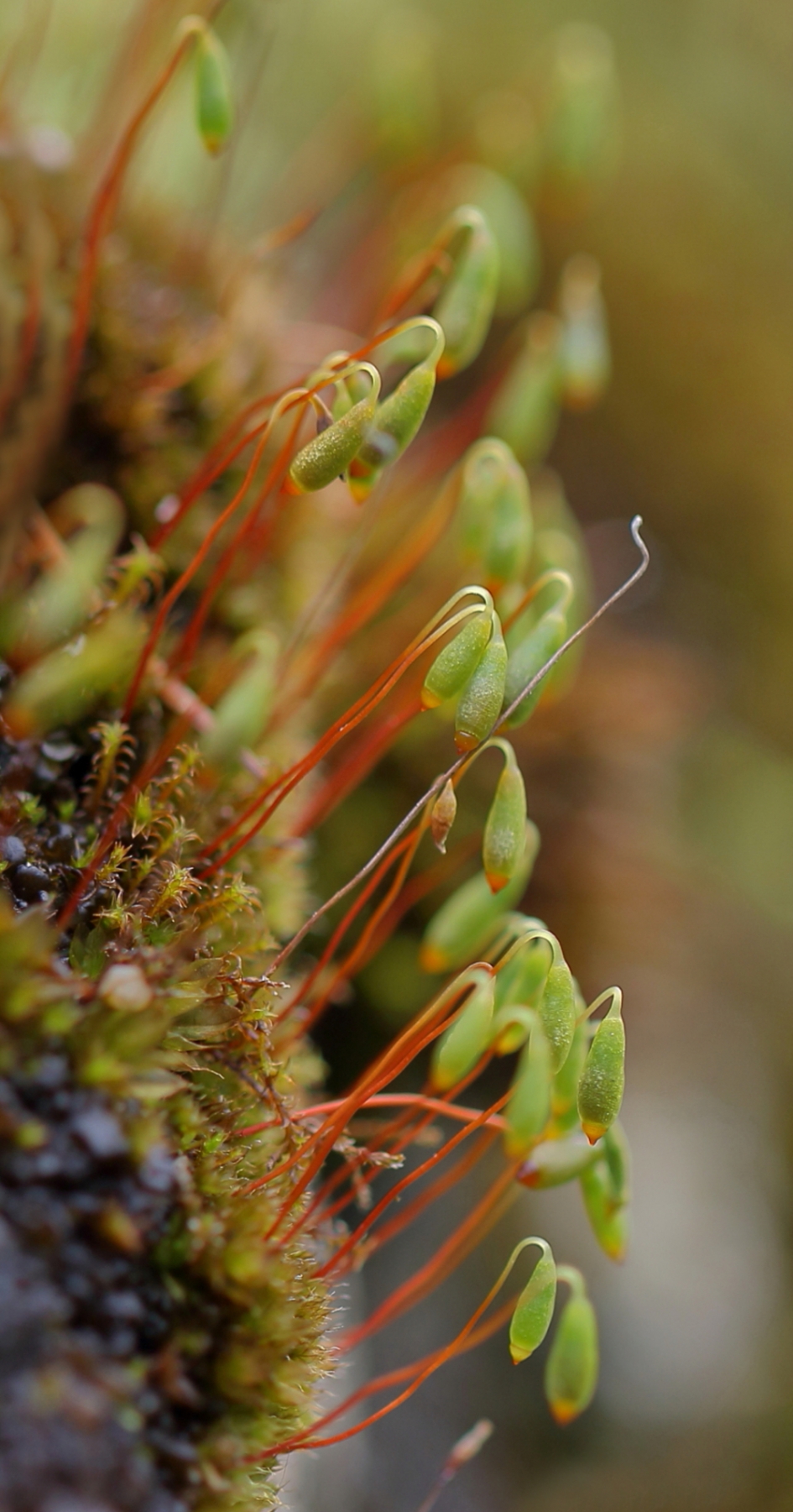 zijn draai vinden - Planten - gedraaid knikmos
