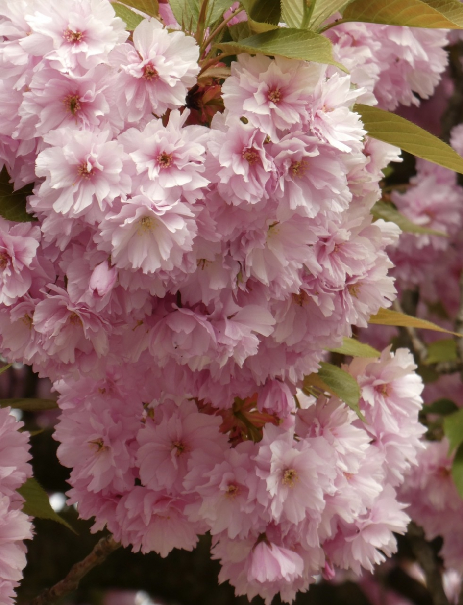 Zo mooi was deze bloesem... - Planten - 