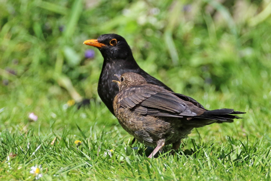 Zoekplaatje - Vogels - 