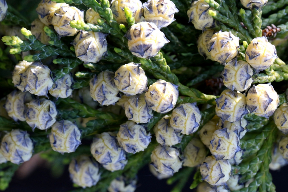 zomaar onderweg - Planten - Californische cipres