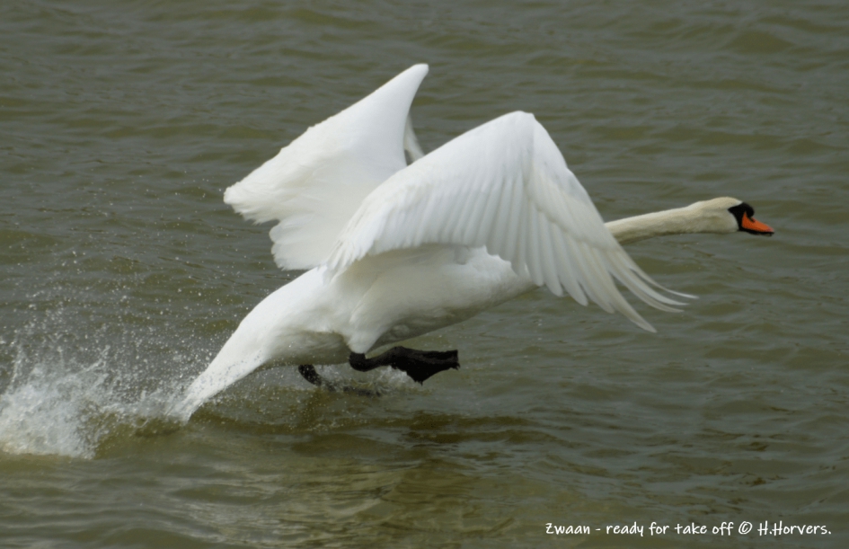 Zwaan - ready for take off. - Vogels - zwaan