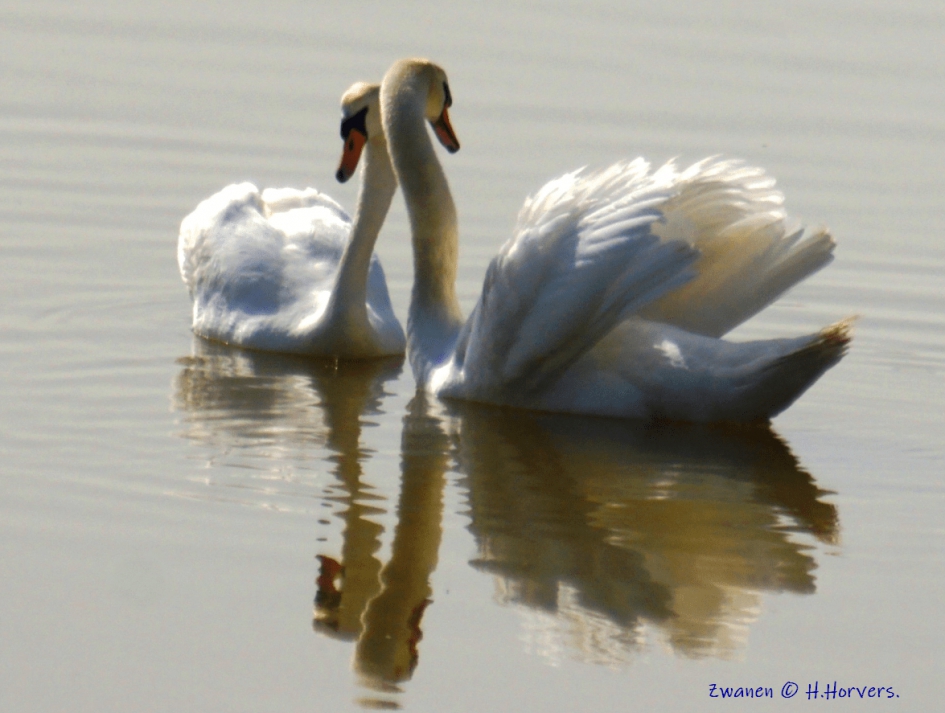 Zwanen - Vogels - Zwanen