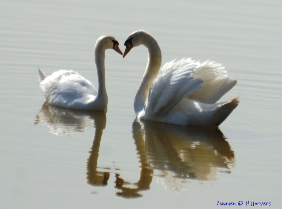 Zwanen - Vogels - Zwanen