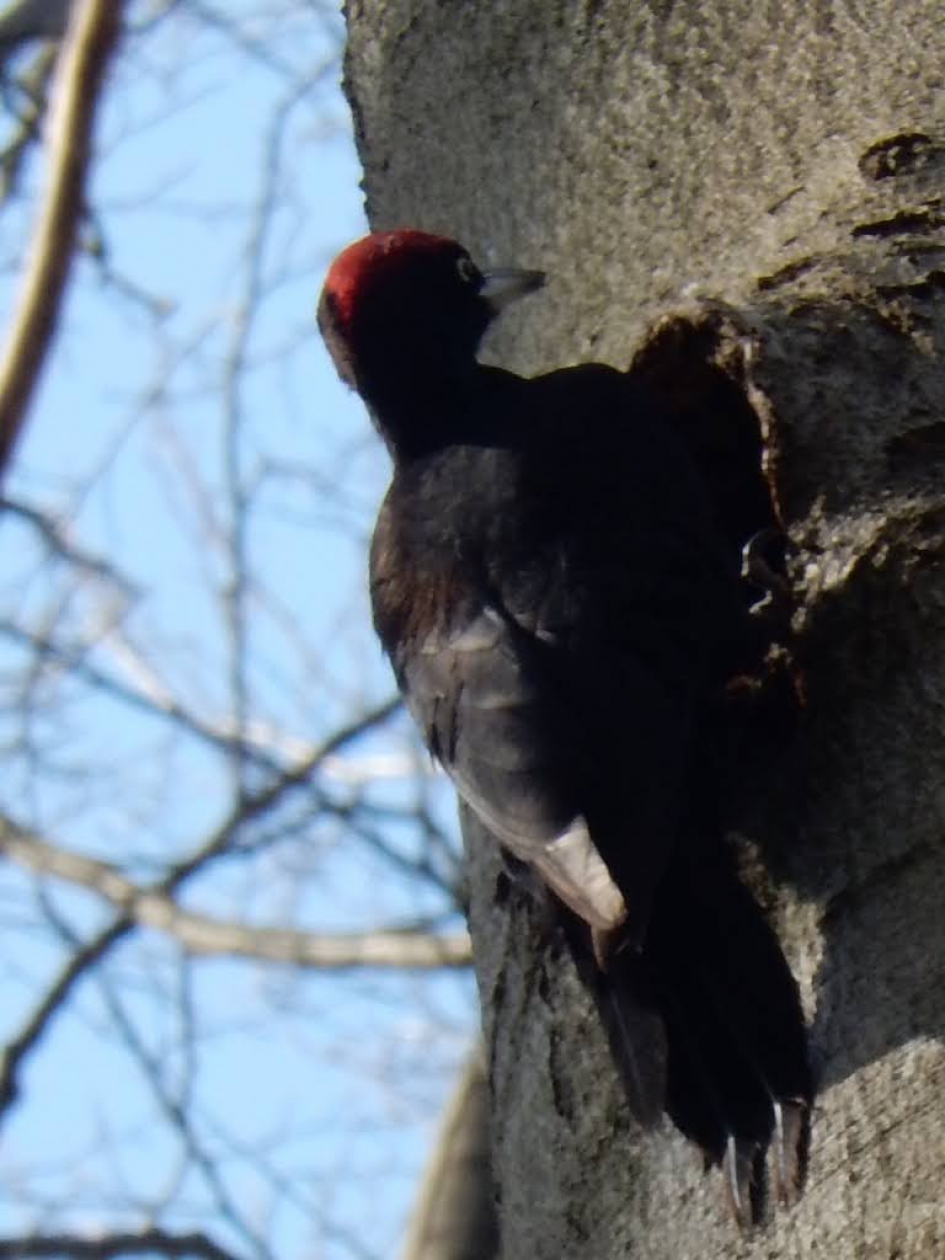 Zwarte specht - Vogels - Zwarte specht