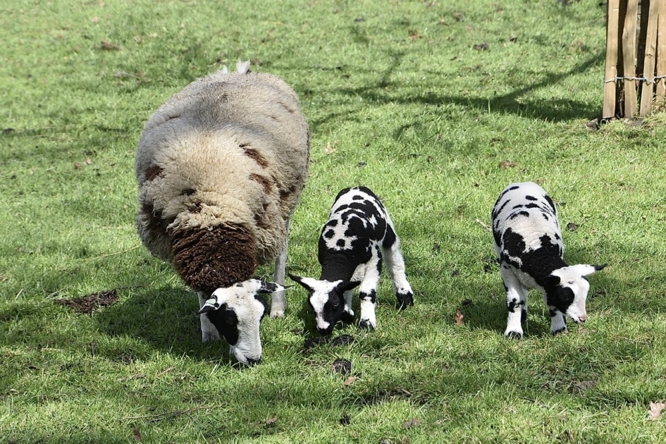 Zwart/wit - Zoogdieren - 