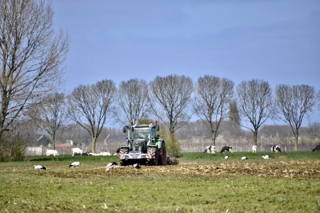 7 ooievaars in het land