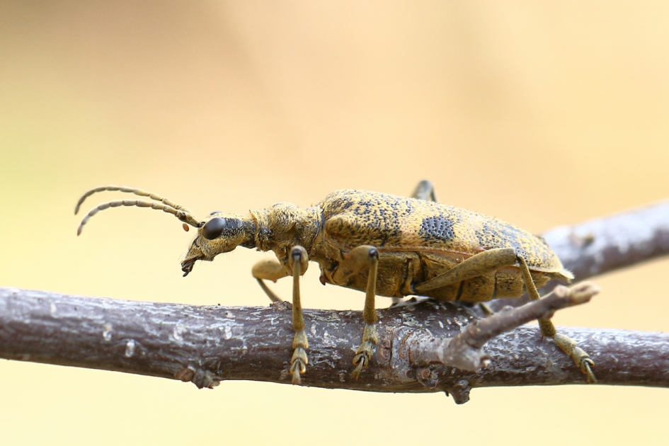 aan de wandel - Geleedpotigen - geelzwarte ribbelboktor