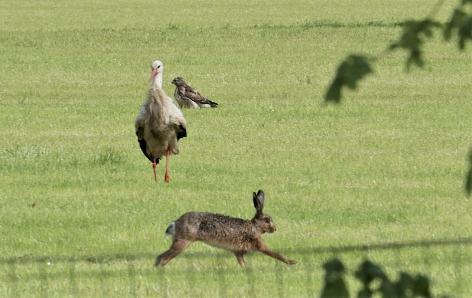 Achter het huis - Vogels - 