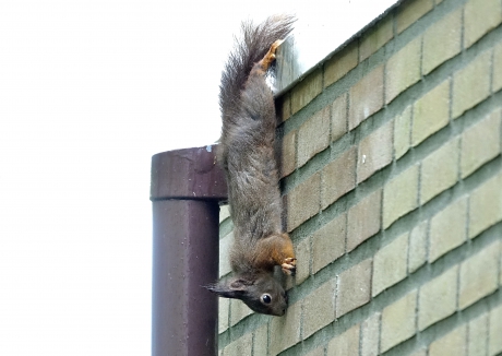 Acrobaat op zoek naar