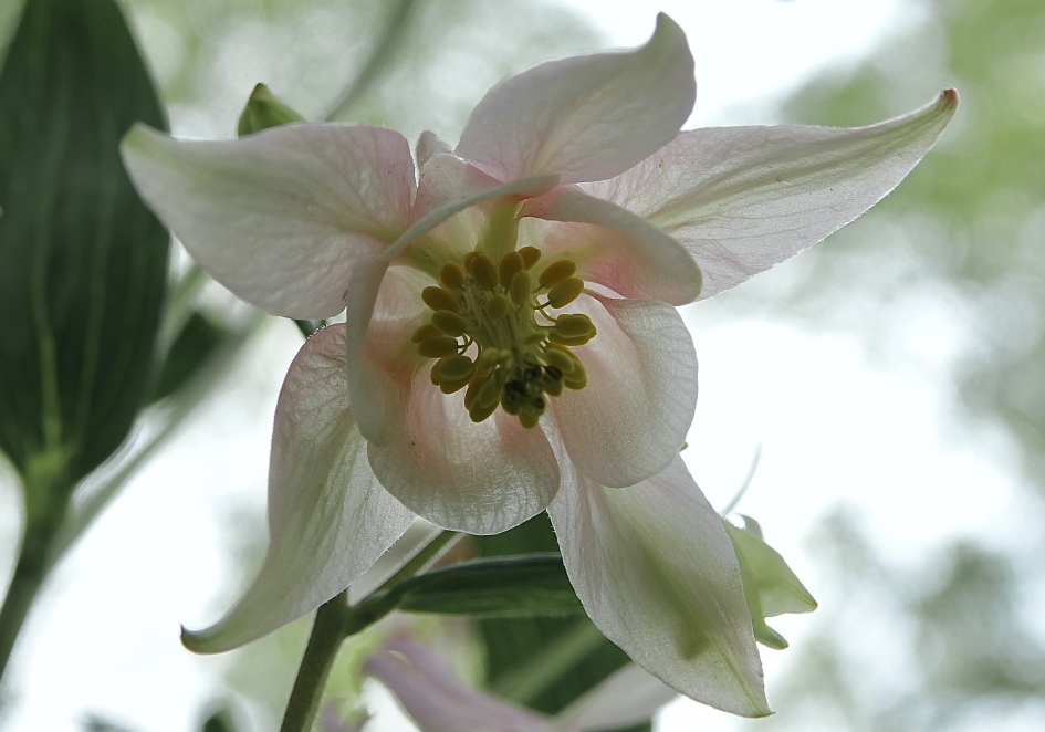 Akelei - Planten - Akelei