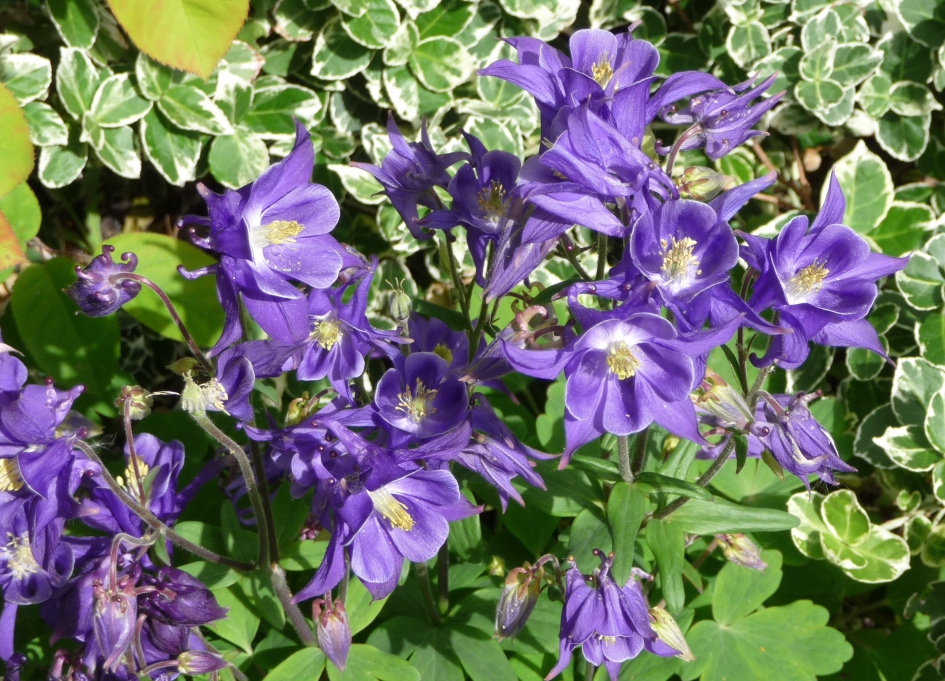 Akeleien - Planten - 