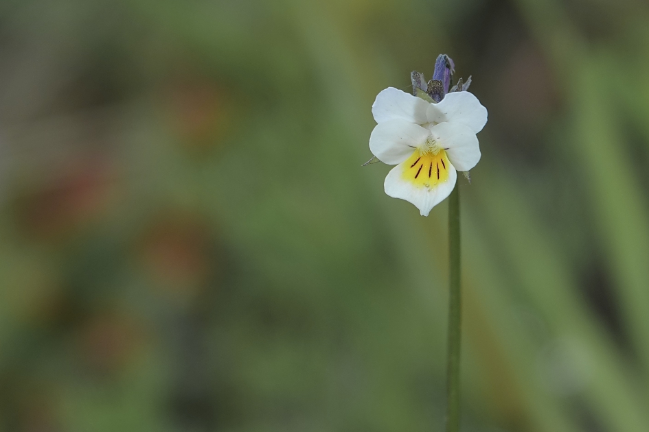 Akkerviooltje - Planten - Akkerviooltje