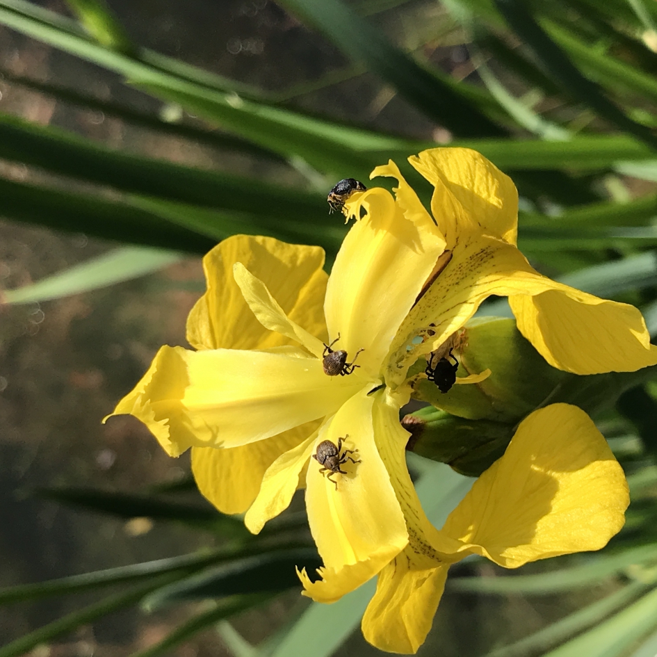 Als gele lis wordt je hier niet blij van... - Geleedpotigen - lissenboorders  of lissnuitkevers
