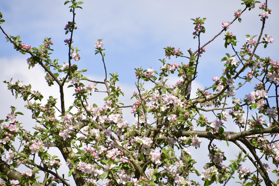 Appelbloesem - Planten - 