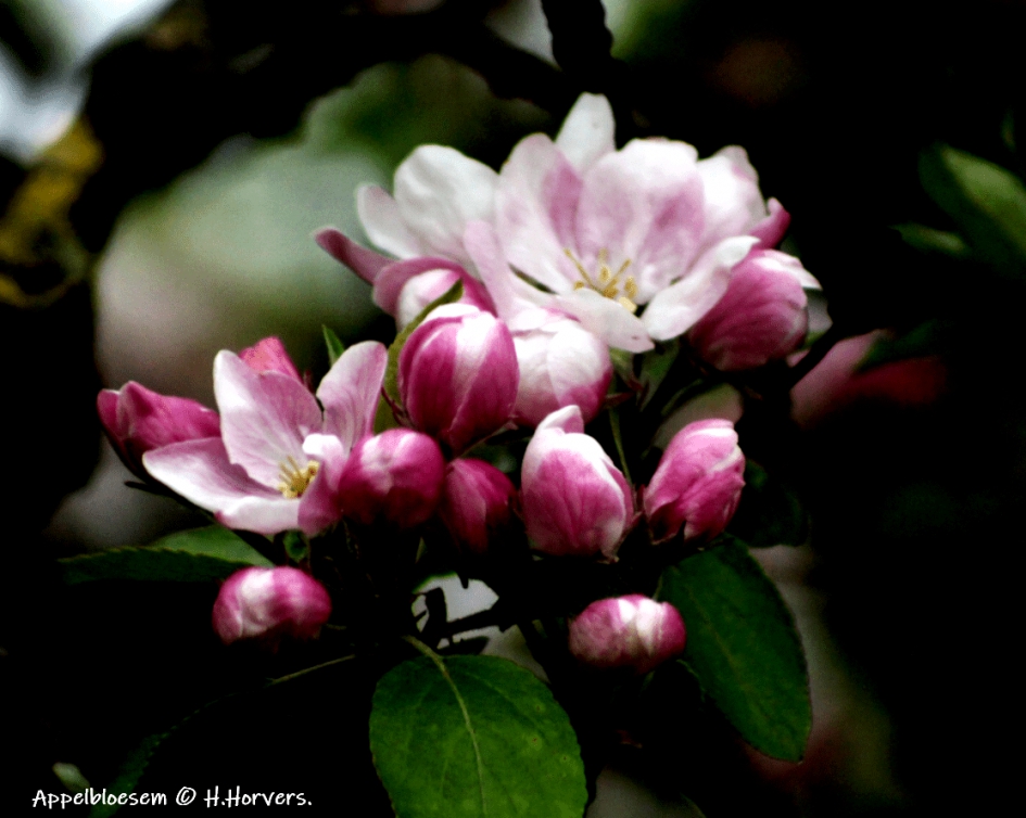 Appelbloesem - Planten - Appelbloesem