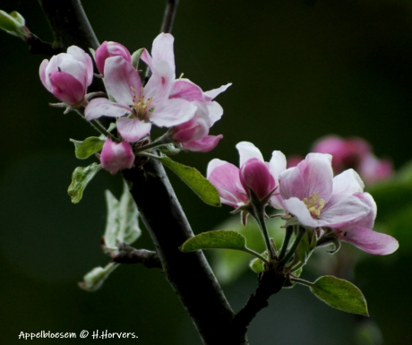 Appelbloesem
